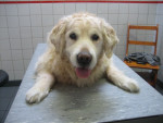 Duke,golden retr,15jr!,loopt wat stram en staat moeilijk op.